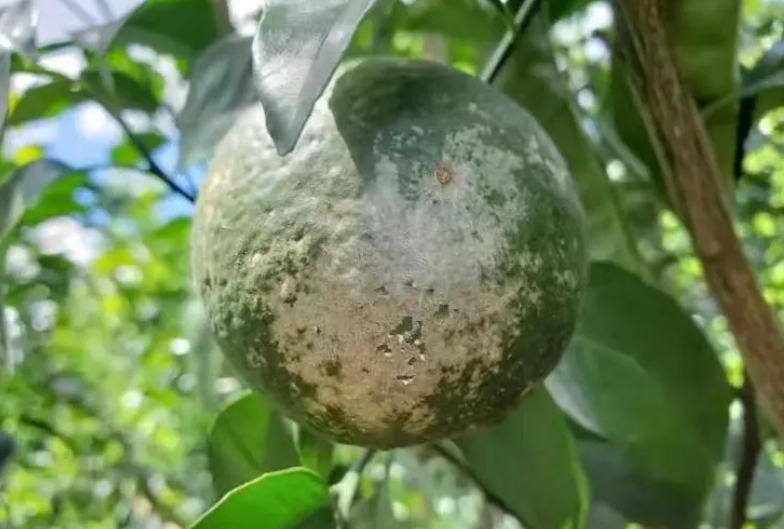 柑橘白癞病防治黑方法，让果园重焕生机，甜蜜升级！