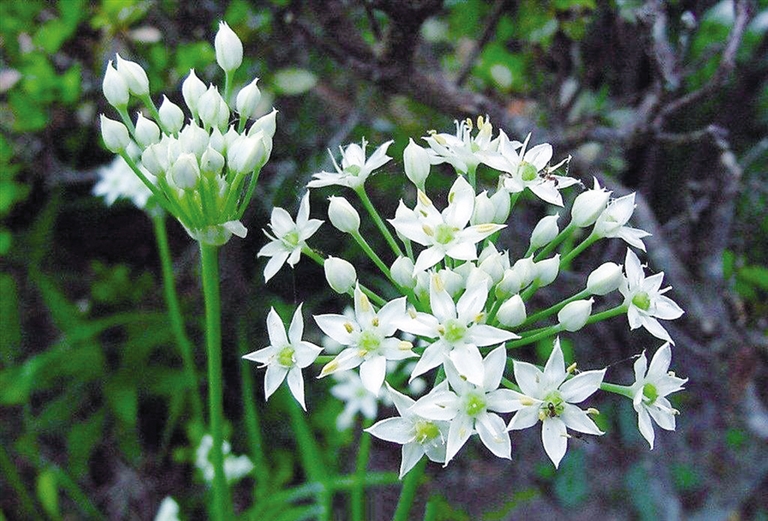 韭菜开花后还能吃吗？别急着扔韭菜开花才是餐桌上的美食新宠