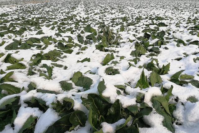 冰雪中的绿色奇迹-从基因到环境介绍菠菜冬天冻不死的秘密