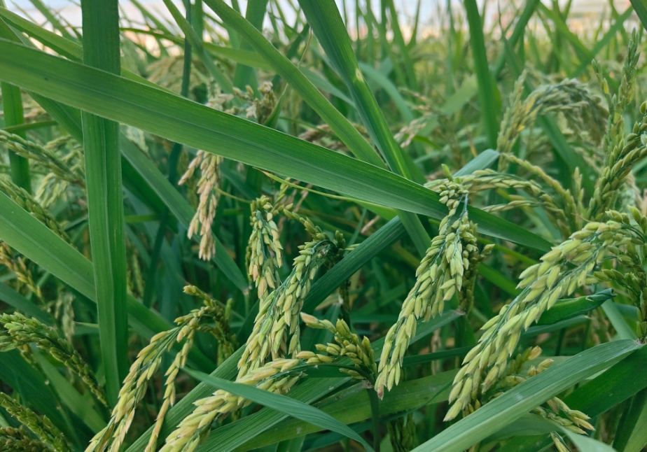 种植高品质稻米之冲施肥的精准使用方法与最佳时机，让丰收触