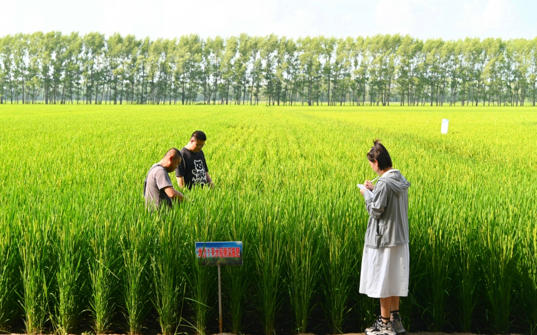 种植高品质稻米之冲施肥的精准使用方法与最佳时机，让丰收触手可及！