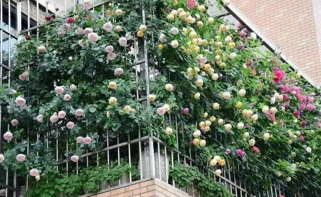 阳台种月季，是福还是祸？风水大师指导阳台种植月季花的忌讳