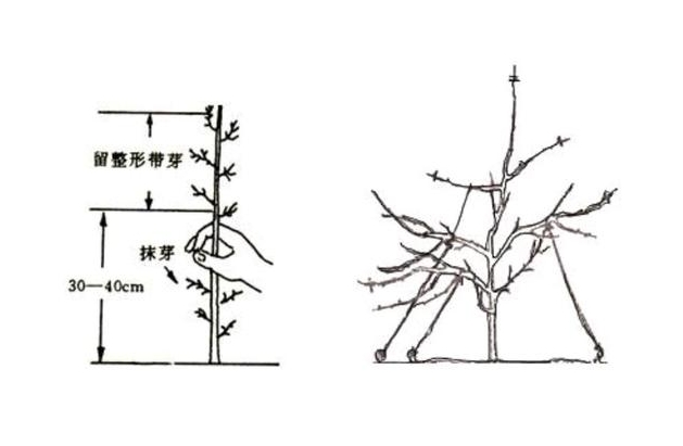 山竹果树怎样修剪枝条？果树修剪新法让果实如繁星般璀璨。