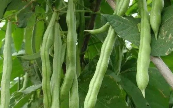 芸豆是什么豆？探索芸豆绿色宝石的种植产地。