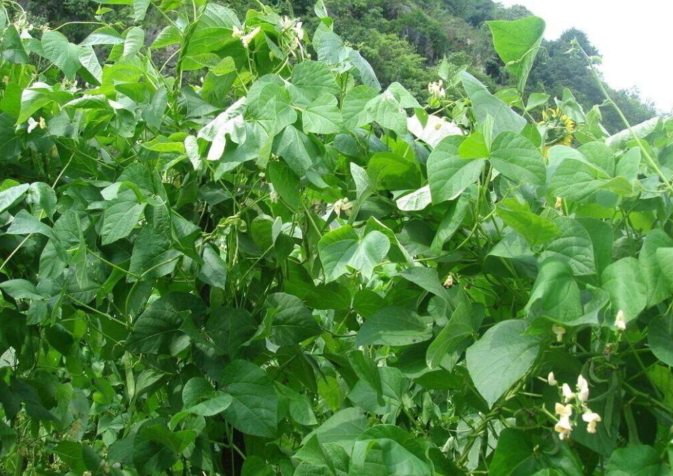 芸豆是什么豆？探索芸豆绿色宝石的种植产地。