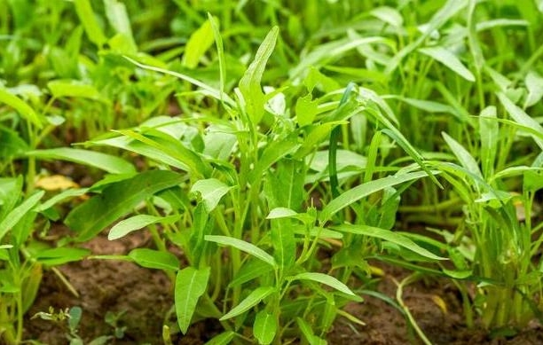 专家指导空心菜大棚种植技术与管理方法，产量翻倍还美味！