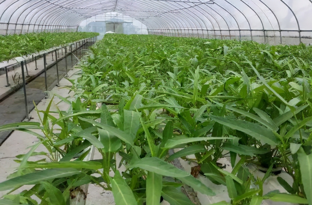 专家指导空心菜大棚种植技术与管理方法，产量翻倍还美味！