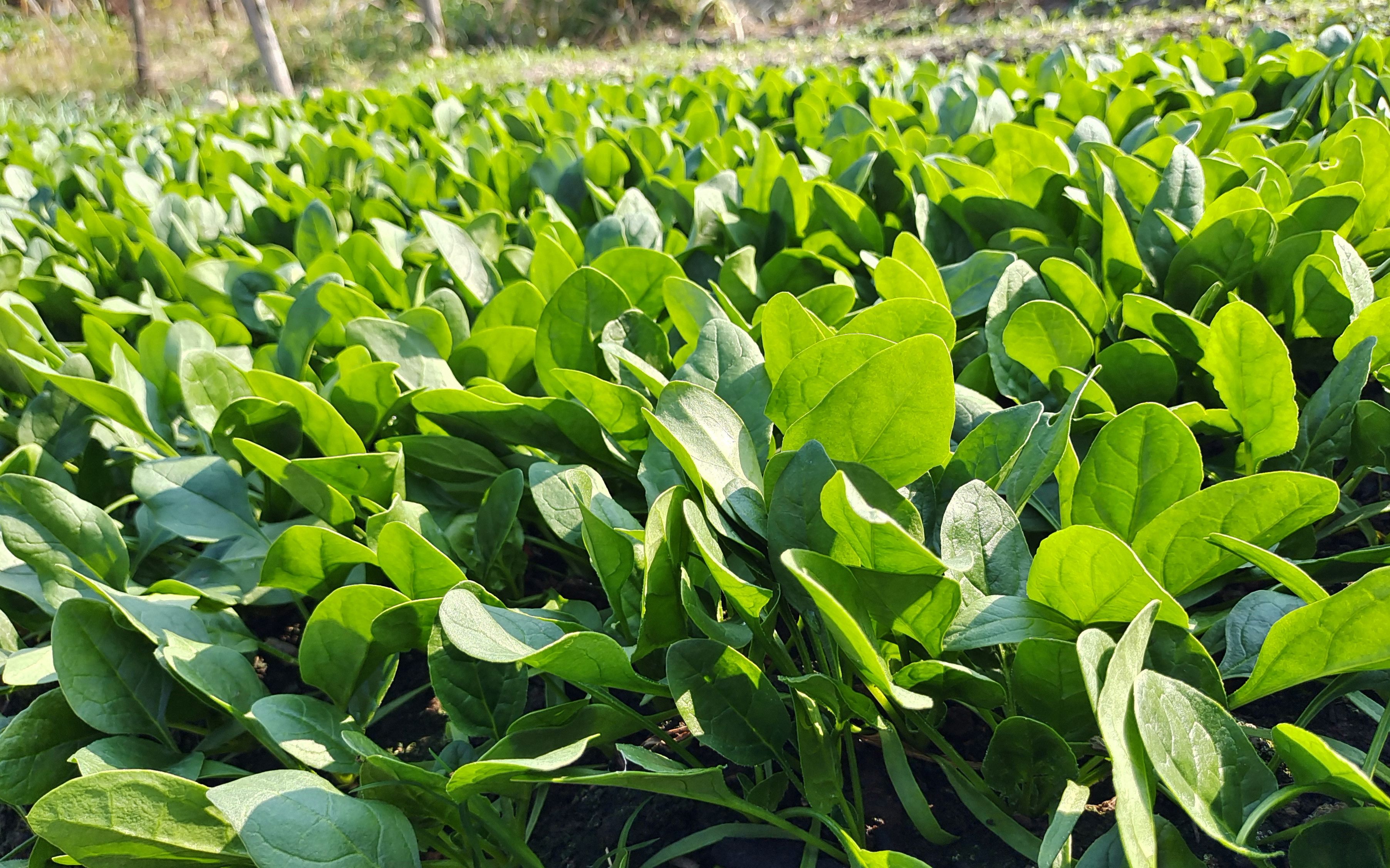 菠菜一年四季都可以种吗？四季常青的菠菜种植秘籍。