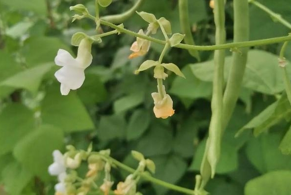 四季豆开花期施什么肥好？科学施肥高产高质的秘诀。