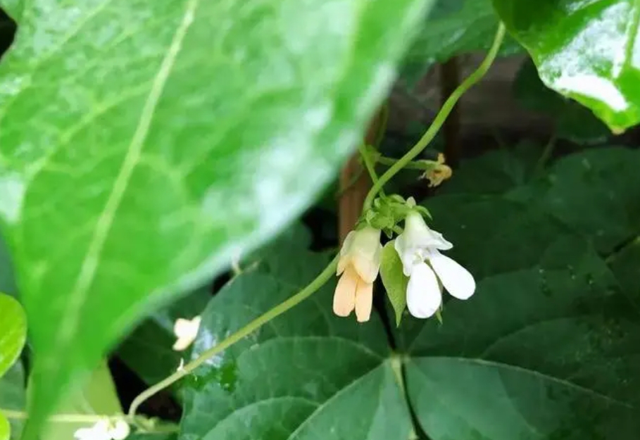 四季豆开花期施什么肥好？科学施肥高产高质的秘诀。