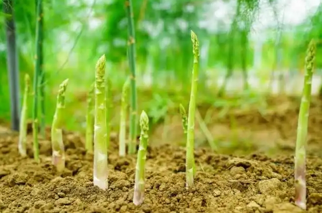 芦笋是芦苇长出来的吗？天壤之别的不同科属植物。