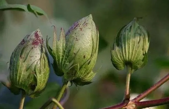 直击棉花生长全周期：从播种到收获的蜕变之路