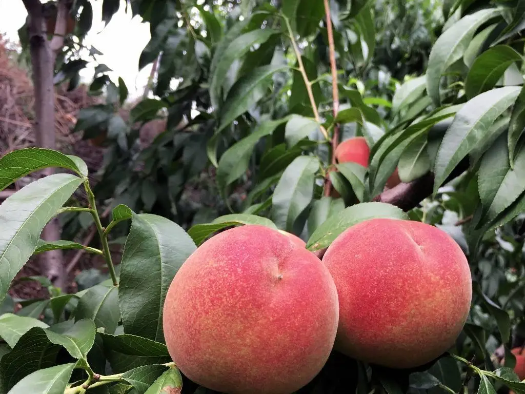 水蜜桃是凉性还是热性水果？健康饮食你吃对了吗？