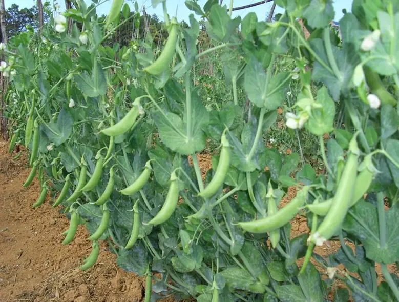 豌豆种植肥料选择，一步到位的智慧之选