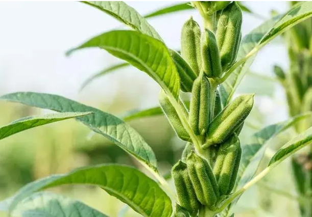 芝麻为什么那么小？体型虽小藏着大自然的生存哲学。