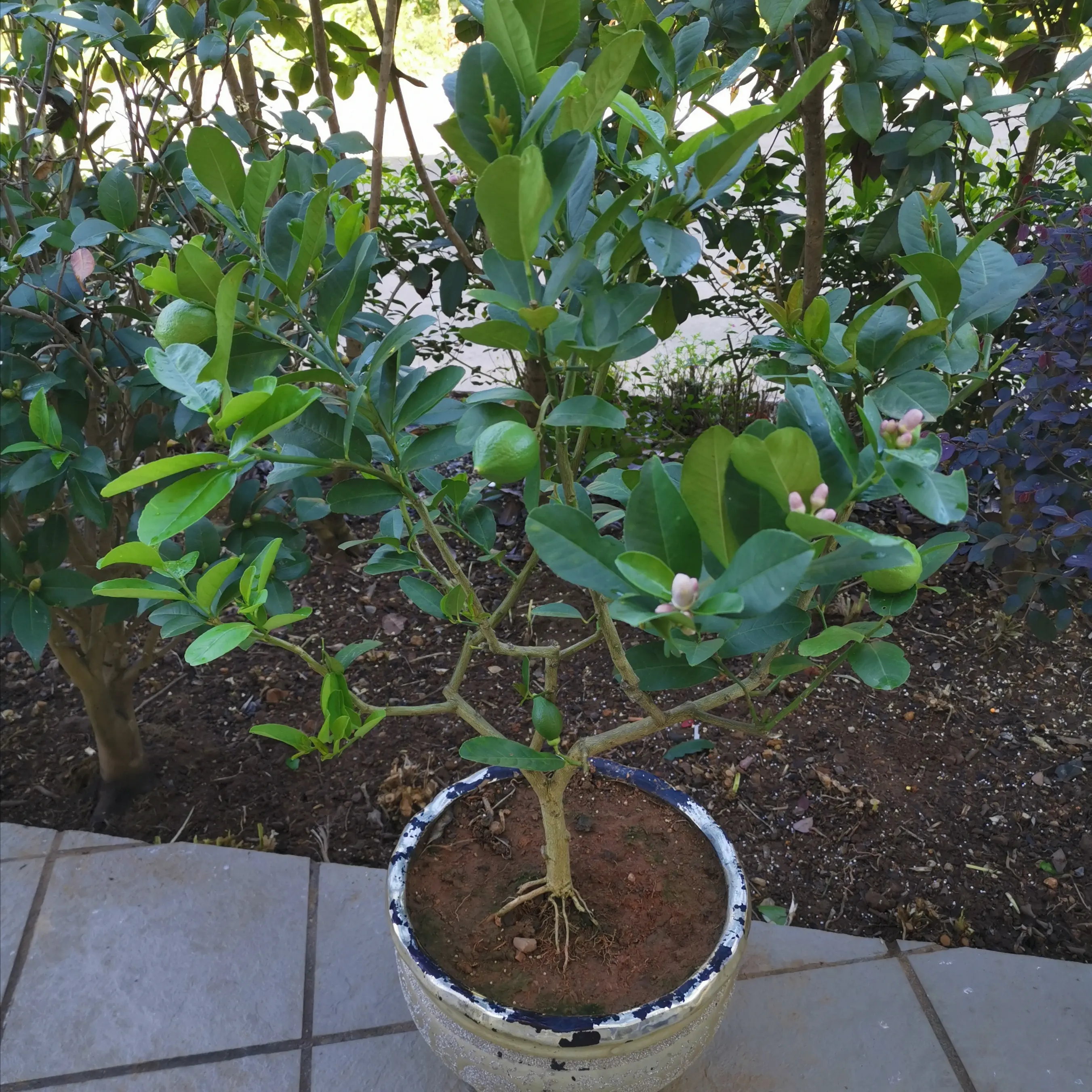 柠檬树盆栽养护攻略，专家分享种植技巧柠檬香满屋。