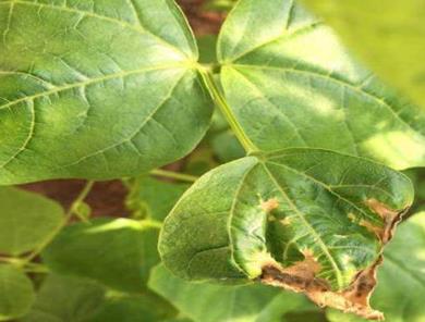 芸豆种植户必看-芸豆叶子枯萎的原因有哪些？