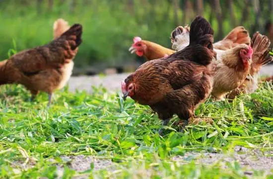 肉用种鸡的饲养管理要点有哪些？