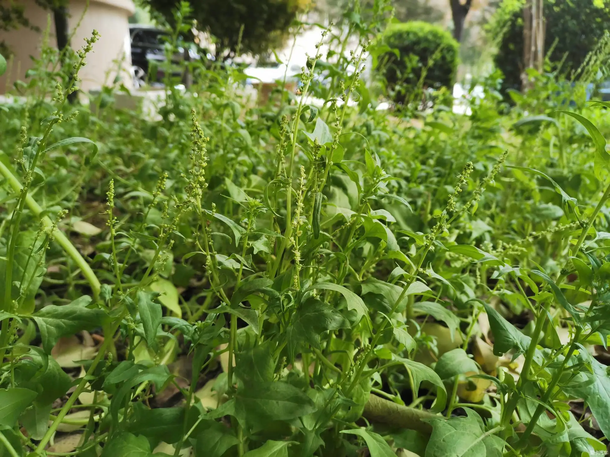 菠菜也开花？从绿叶到繁花的生命奇迹