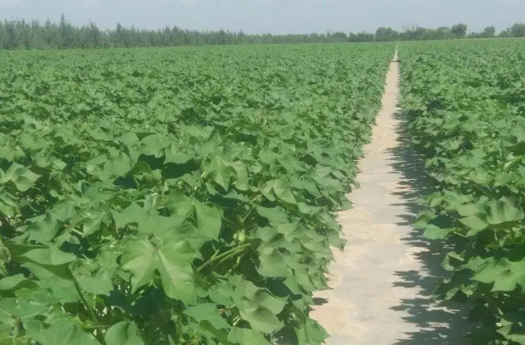 棉花高产种植的关键步骤与技巧分享