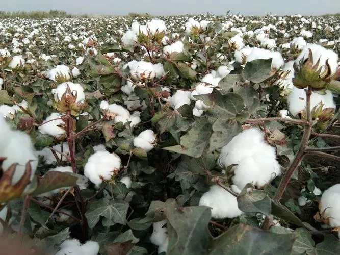 棉花高产种植的关键步骤与技巧分享