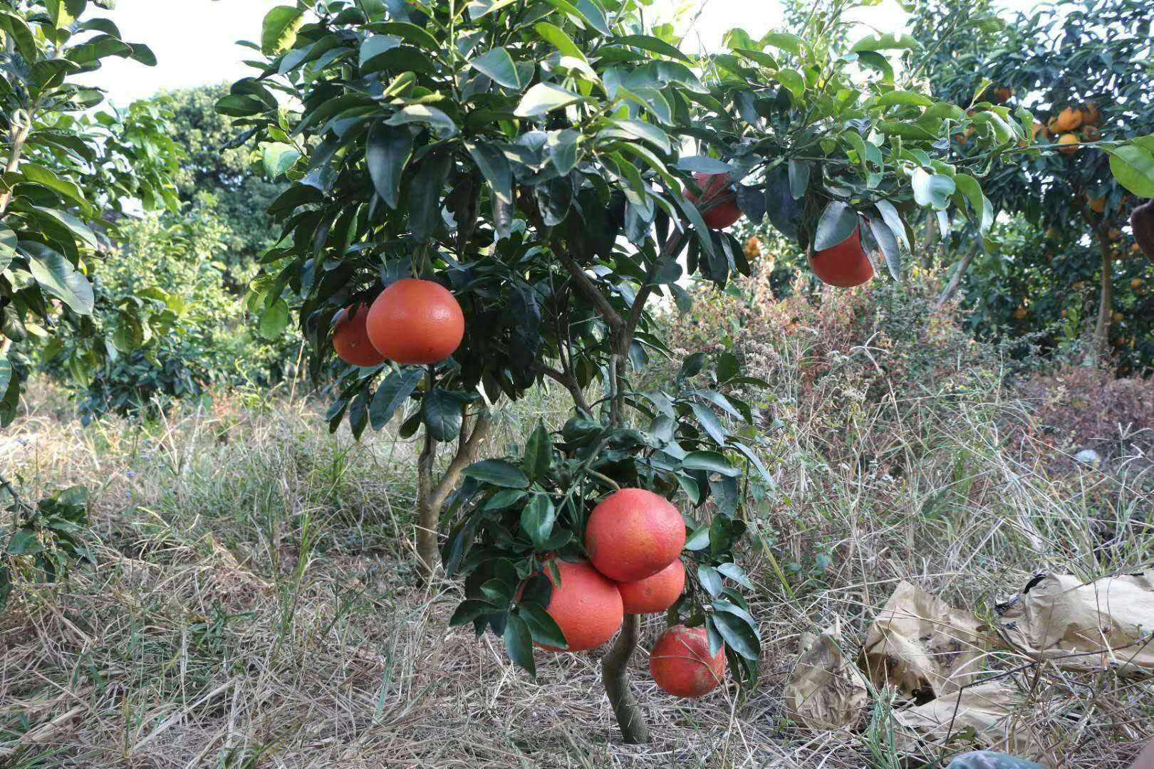 西柚是热性还是凉性水果，中医角度看西柚性味。