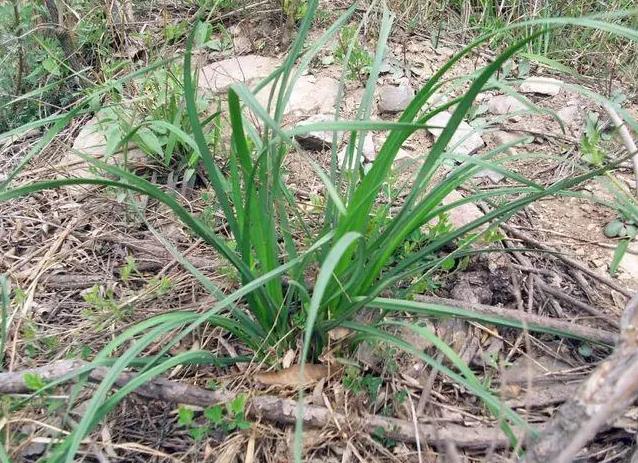 山间野趣：视频记录野生韭菜的生长奥秘与独特风味