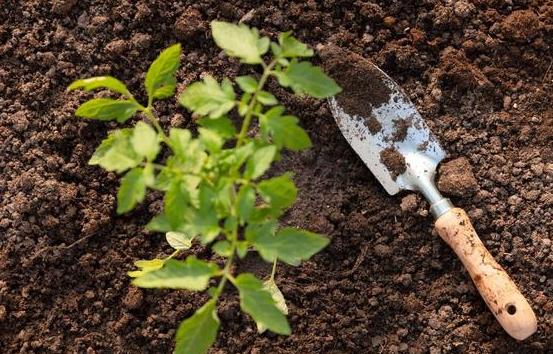 西红柿高产秘籍-种植西红柿用什么肥料最好