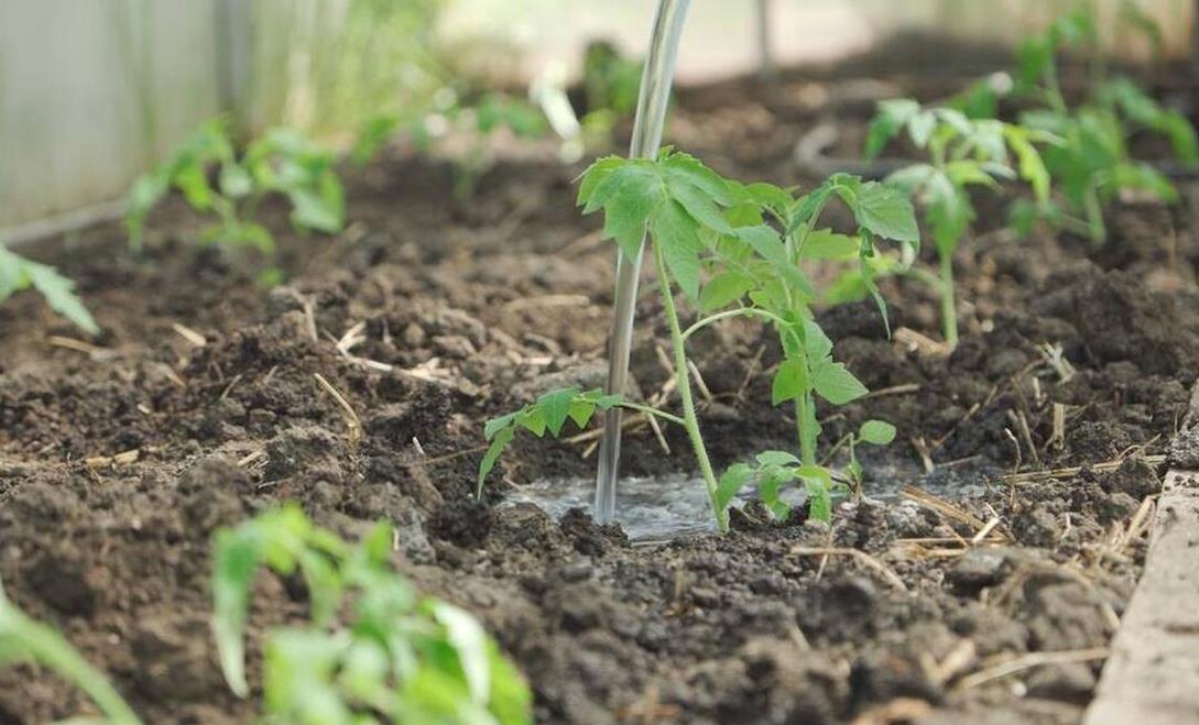 西红柿高产秘籍-种植西红柿用什么肥料最好