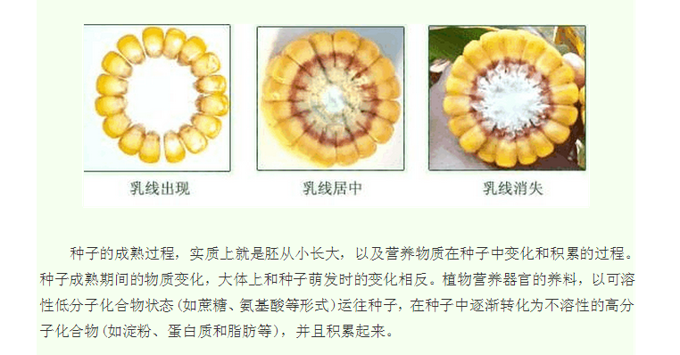 玉米何时成熟？教你准确判断玉米是否成熟适合采摘