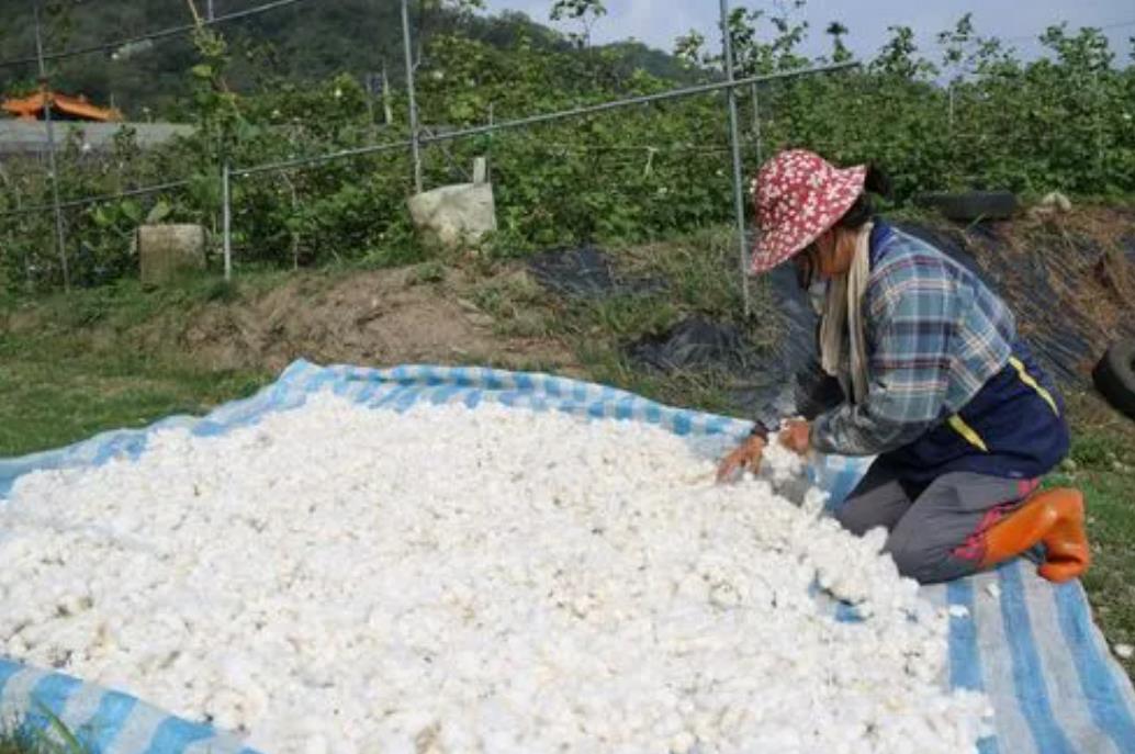 棉花的用途除了做织物还有什么用途价值