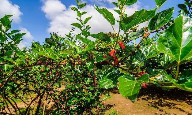 土壤到光照，了解桑果树的种植生长条件