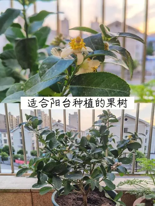 柠檬树苗种植多久长多大可以结果