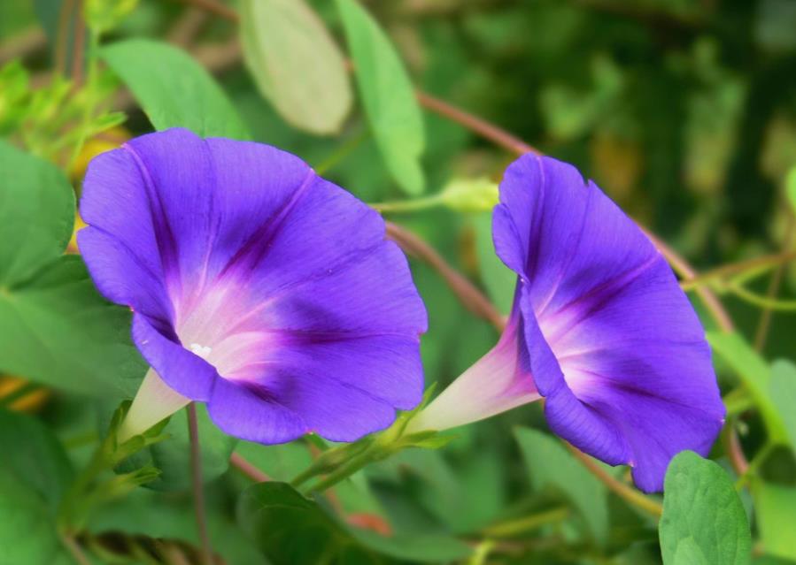 圆叶牵牛-外来入侵植物的生态威胁与防治策略