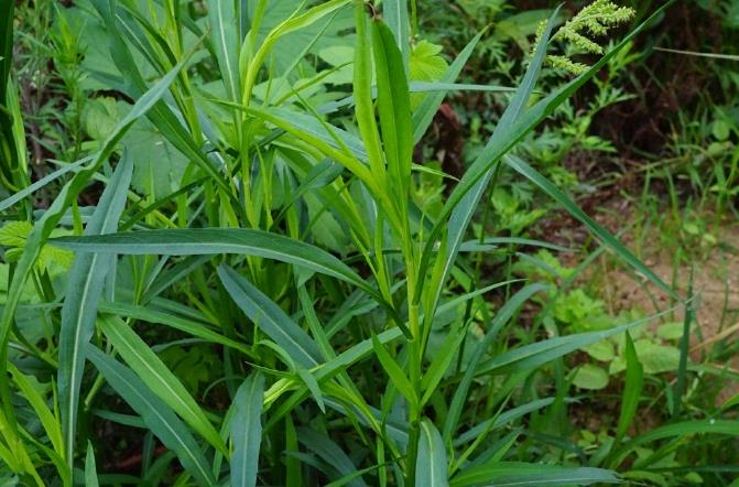 钻叶紫菀-菊科植物中的‘生态战士’与特点价值