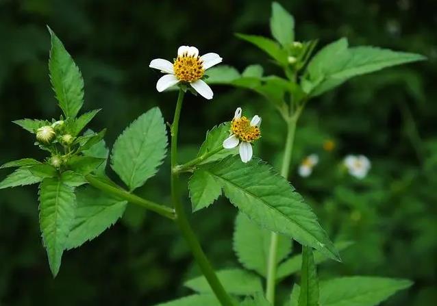 白花鬼针草-入侵植物的危害挑战与药用价值