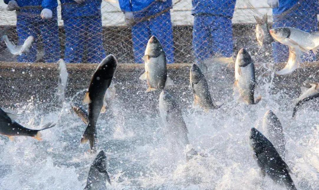 水产养殖中常见的微生物性疾病及其症状详解