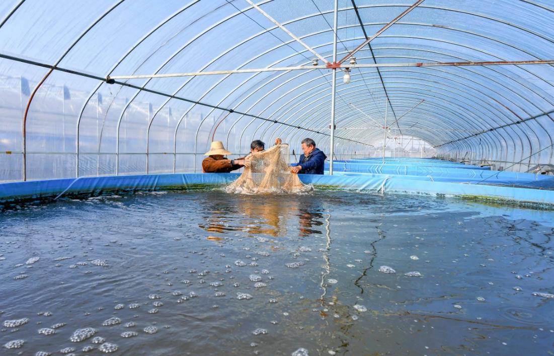 水产养殖中常见的微生物性疾病及其症状详解