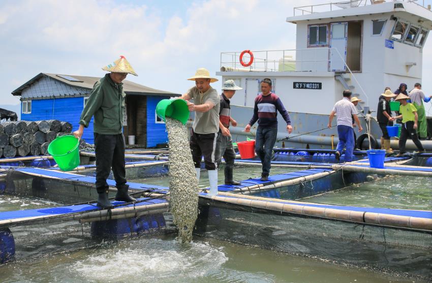 渔业养殖中的寄生虫病害与防治药物推荐