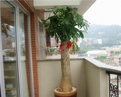 盆栽发财树怎么养，盆栽发财树的养殖方法和
