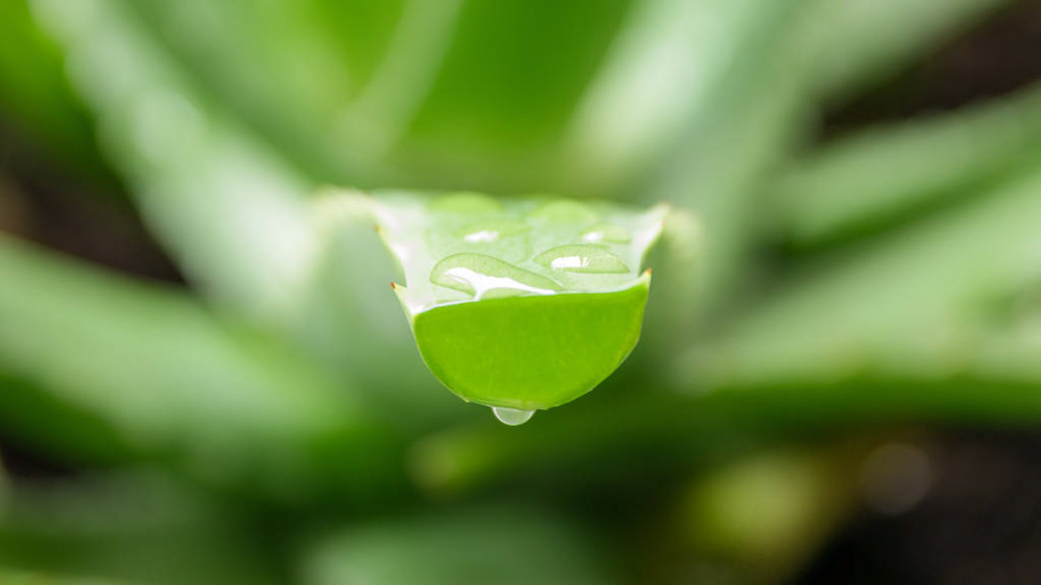 植物芦荟怎么浇水