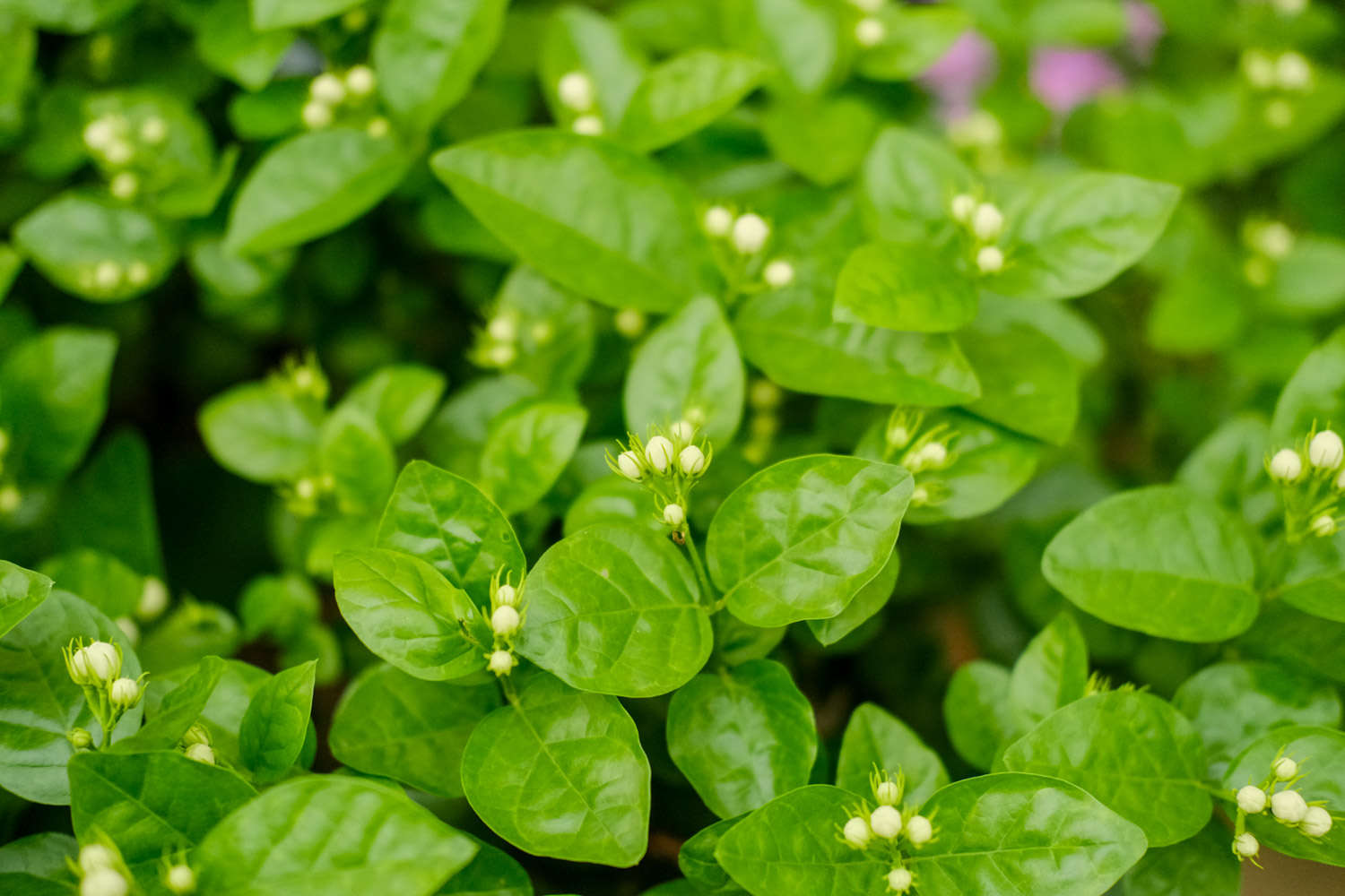 茉莉花掉叶子怎么办