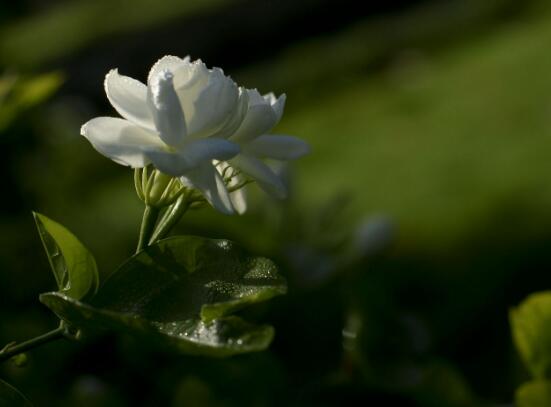 茉莉花什么时候开花，茉莉花一年可开三次花