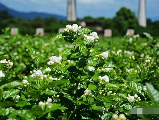 茉莉花花期多久，茉莉花花期长达半年(5-10月)