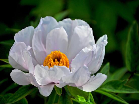 牡丹花什么时候开，牡丹花在每年5月开花(一年开一次)