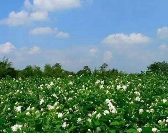 茉莉花烂根了怎么办，换土换盆洗净重新种植