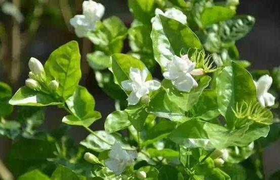 茉莉花什么时候开花，茉莉花一年可开三次花