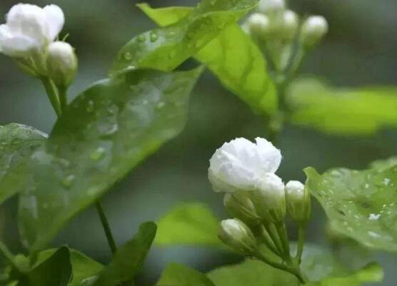 茉莉花什么时候开花，茉莉花一年可开三次花