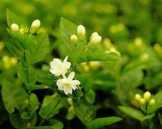 茉莉花什么时候开花，茉莉花一年可开三次花