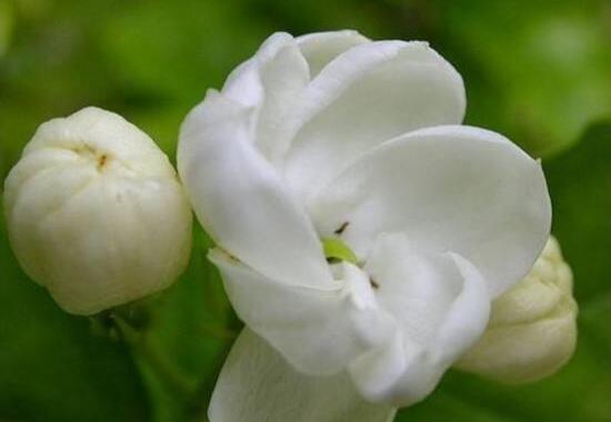 茉莉花烂根怎么救，茉莉花烂根解救办法